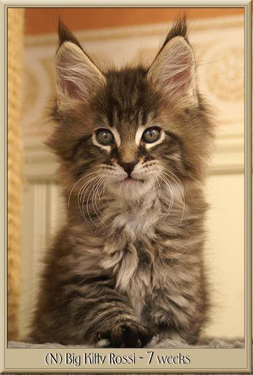 http://www.outboardmotor.no/bigkitty/jadebladkjackrossi7w1.jpg